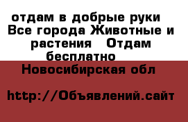 отдам в добрые руки - Все города Животные и растения » Отдам бесплатно   . Новосибирская обл.